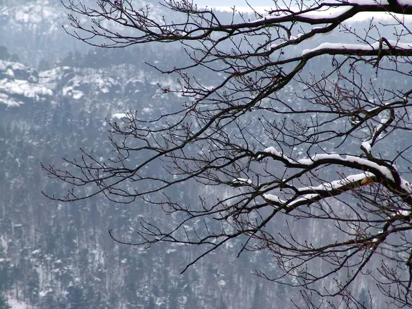 stock image Landscape in the wintertime