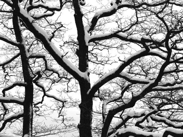 stock image Landscape in the wintertime