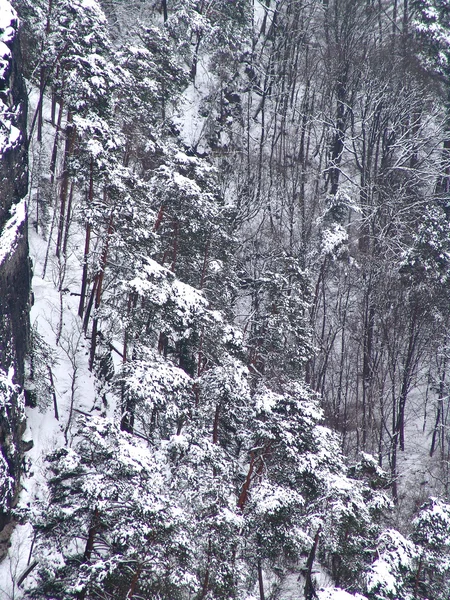 stock image Landscape in the wintertime