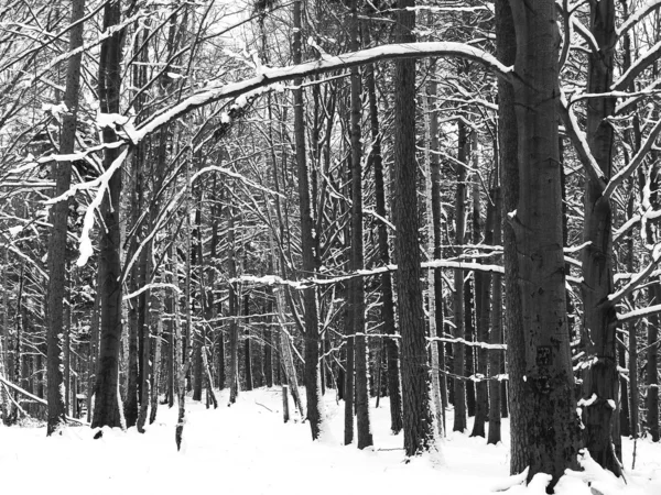 stock image Landscape in the wintertime