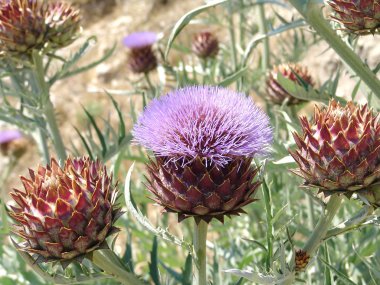 Close up of artichoke flower. clipart