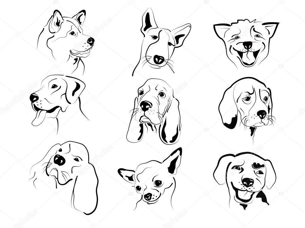 Dog faces