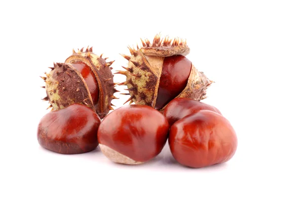 Chestnut berries — Stock Photo, Image