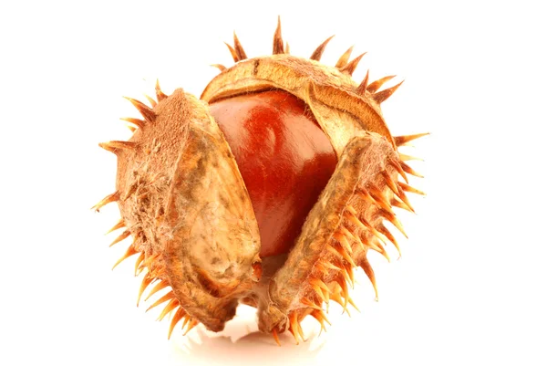 Chestnut berry — Stock Photo, Image