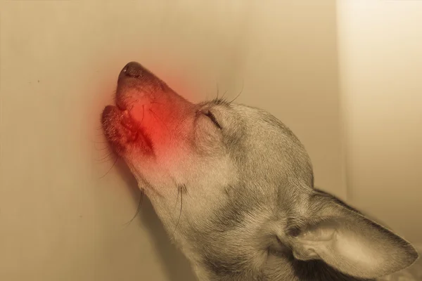 Hund im Schmerz — Stockfoto