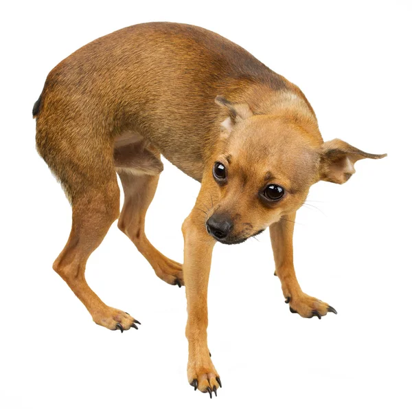 Mini cão - terrier brinquedo russo — Fotografia de Stock