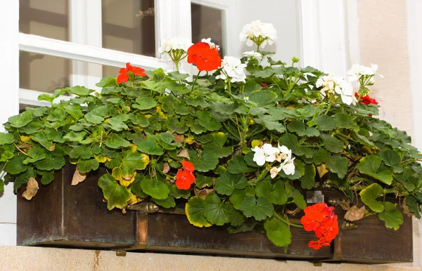 stock image Window floral decoration