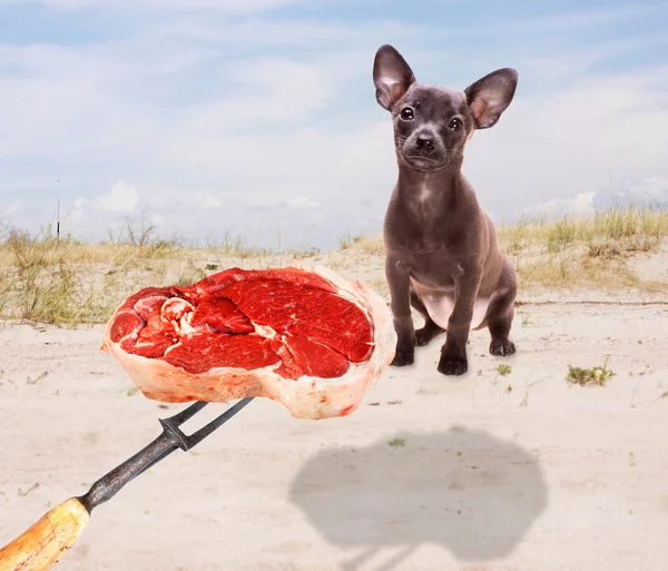 Teasing a Doggy with Titbit — Stock Photo, Image