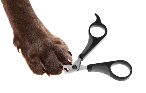 Claw scissors and a paw with claws — Stock Photo, Image