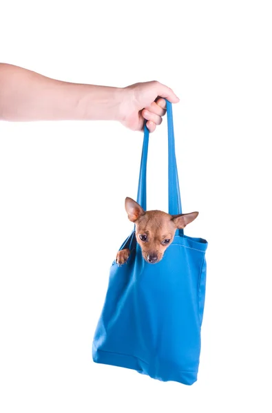 Komisk hund hängande — Stockfoto