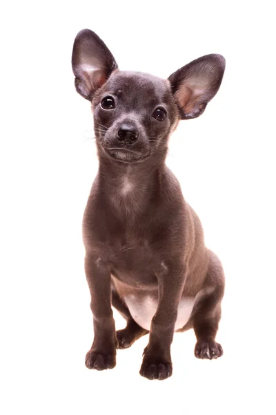 Little puppy Royalty Free Stock Images