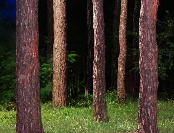 Bosque de pino — Foto de Stock