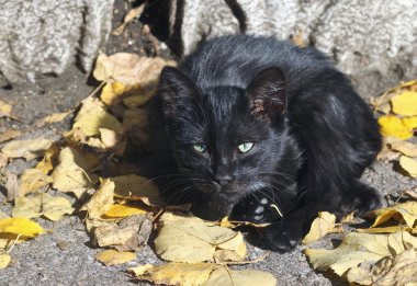 kedi tadını çıkarma