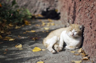 kedi tadını çıkarma