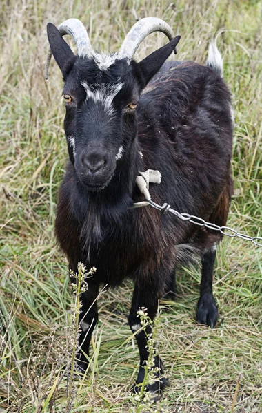 Pásl kozy — Stock fotografie