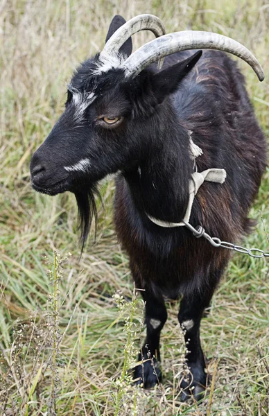 Goat grazed — Stock Photo, Image