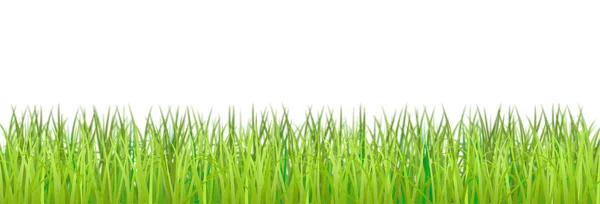L'erba è su uno sfondo bianco . — Vettoriale Stock