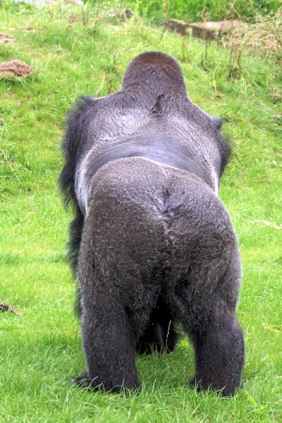 Gorilla Stockfoto