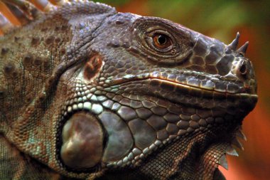 LEGUAN