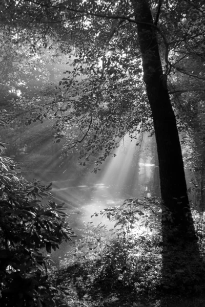 Stock image Sonnenstrahl