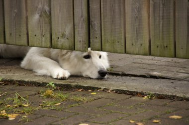 beyaz köpek