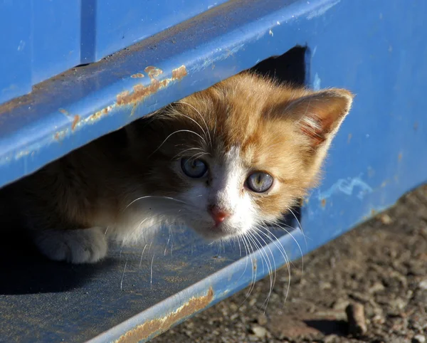 Маленький котенок Лицензионные Стоковые Фото
