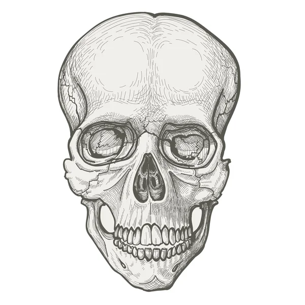 stock vector Human skull drawing