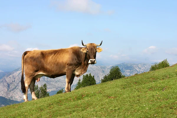 Cow grazing in Asturias — Stock Photo, Image