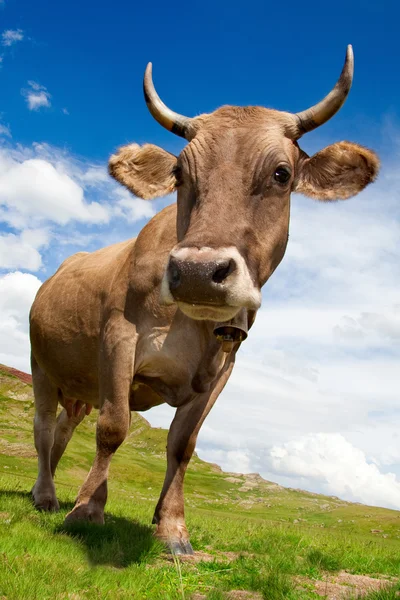 Szórakoztató tehén — Stock Fotó
