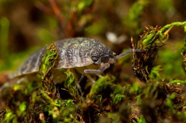 Shielded Weevil Insect