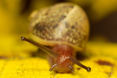 Common Snail Mollusk