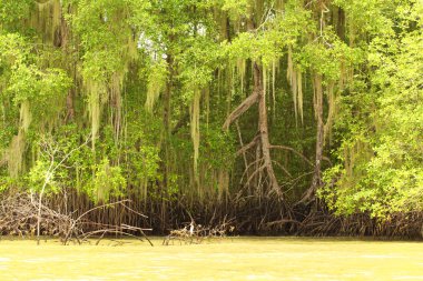 Mangrove Ormanı