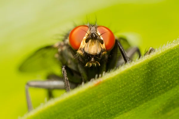 Fly Staring At The Viewer — Stockfoto
