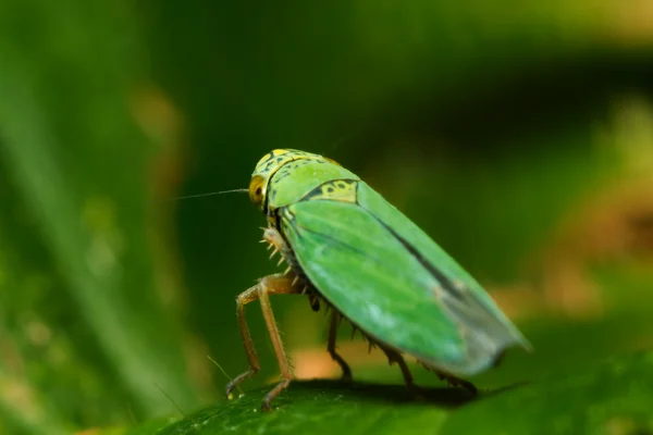 Liten gräshoppa — Stockfoto
