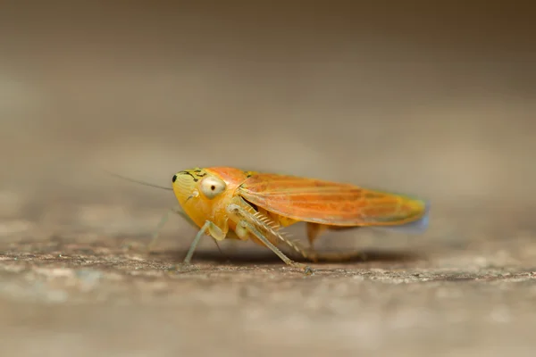 Orange Grasshopper — Stock Photo, Image