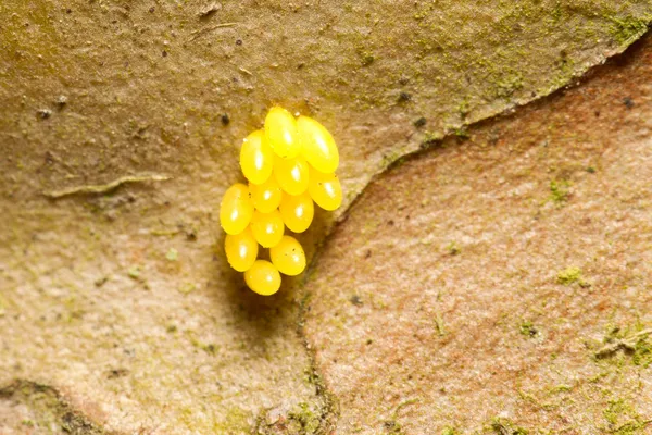 Jaja owadów — Zdjęcie stockowe