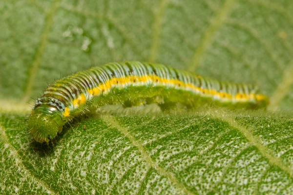 Small Caterpillar Insect — Zdjęcie stockowe