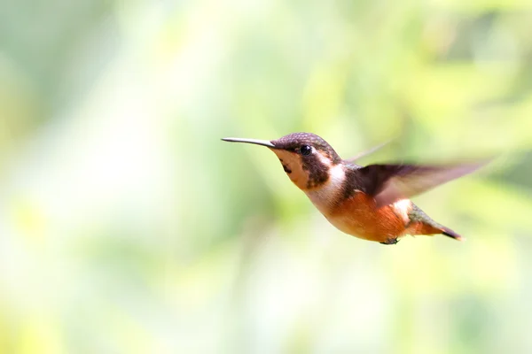 Allen Hummingbird in volo — Foto Stock