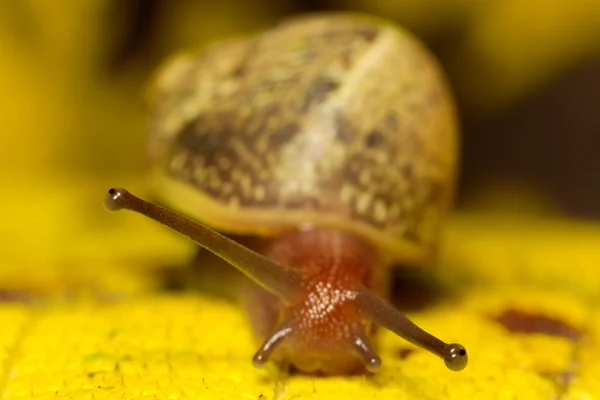 Common Snail Mollusk — Stock Photo, Image