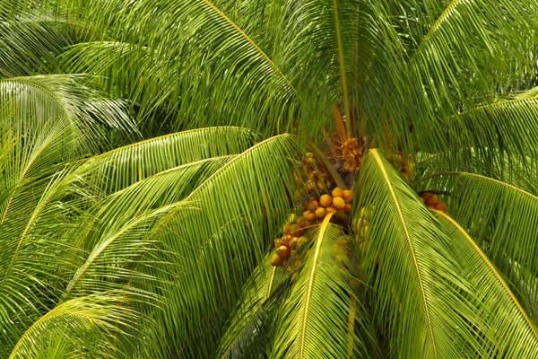 Besar kelapa pohon palem — Stok Foto