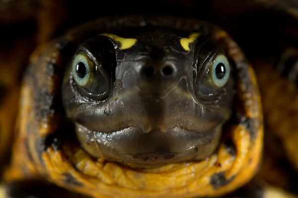 Żółw twarz — Zdjęcie stockowe