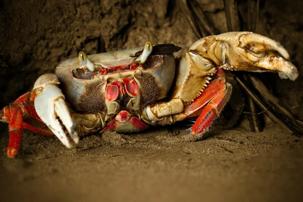 Mangrove Crab Attack — Zdjęcie stockowe