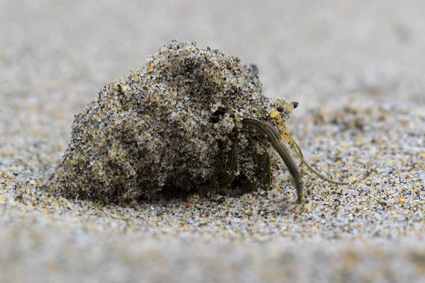 Stock image Perfect Camouflage