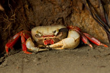 Mangrove Crab Waiting clipart