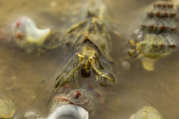 Океанические моллюски-призрачные крабы — стоковое фото