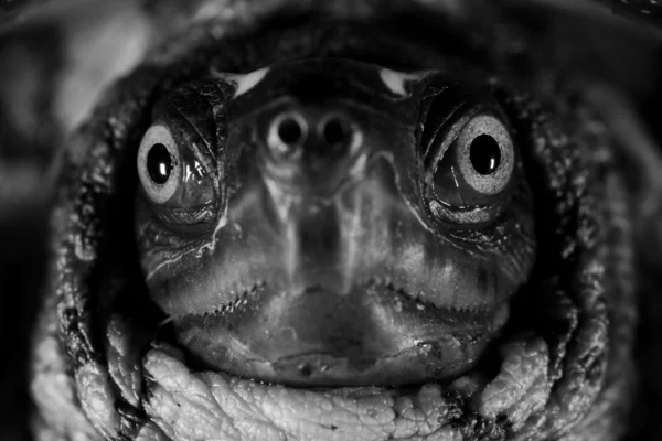 Cara de tartaruga preto e branco — Fotografia de Stock