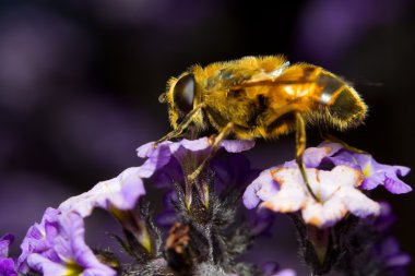 Myathropa Florea Flower With A Bee