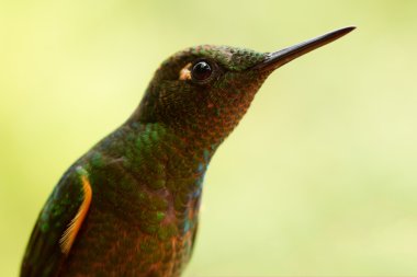 Safir Puffleg portre Bacalı