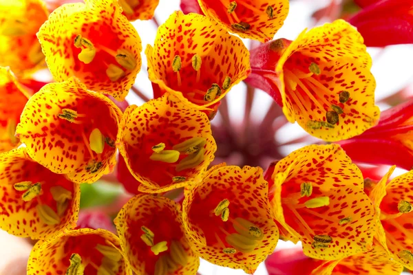 Bomarea Sp vermelho e amarelo flor moldura preenchida — Fotografia de Stock