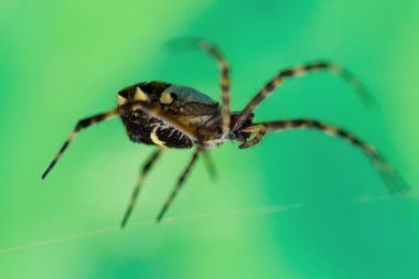 Argiope anasuja